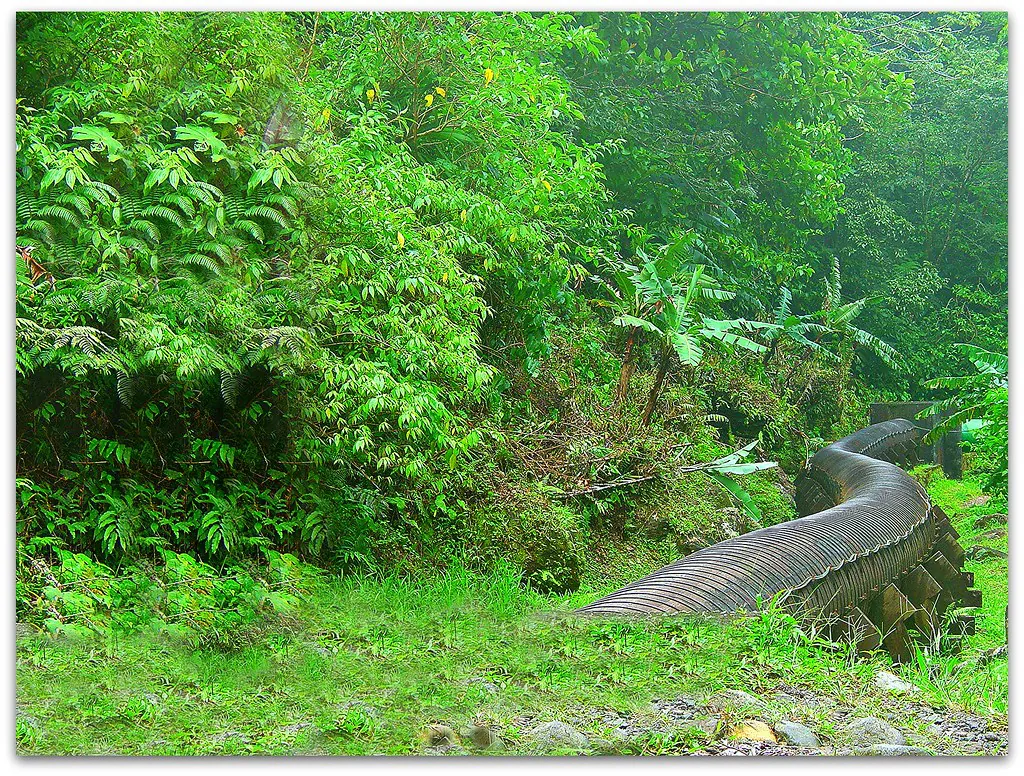 Near Titou Gorge,Dominica