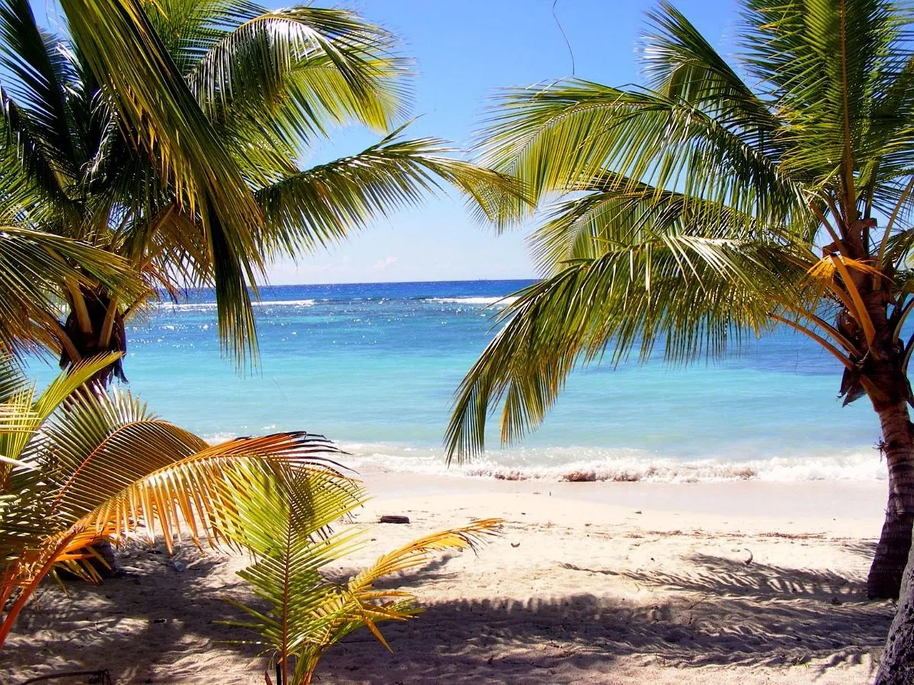 beach, palm tree, dominica, nature, exotic