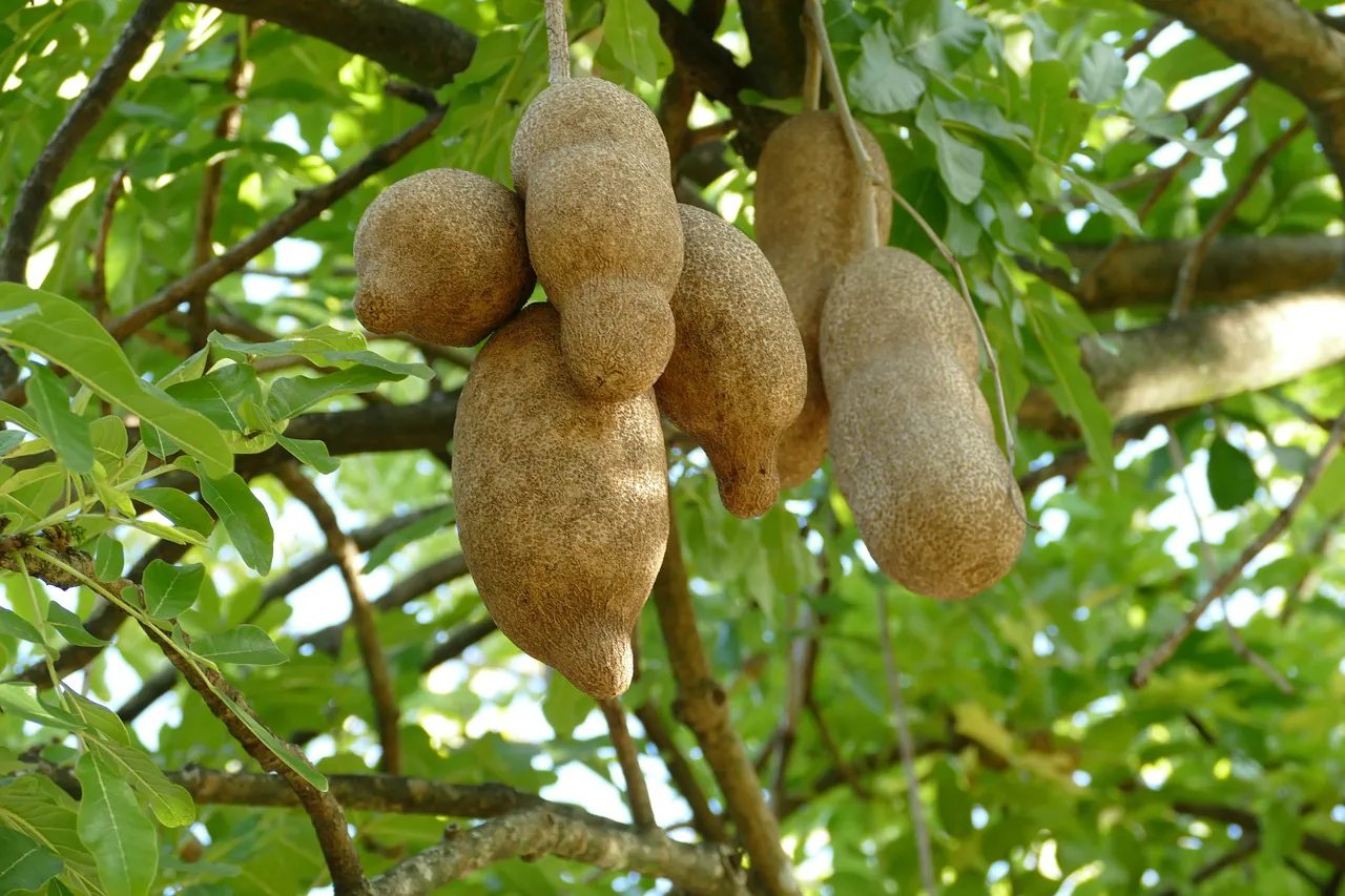 dominica, caribbean, roseau, nature, tropical, tree, fruit, exotic